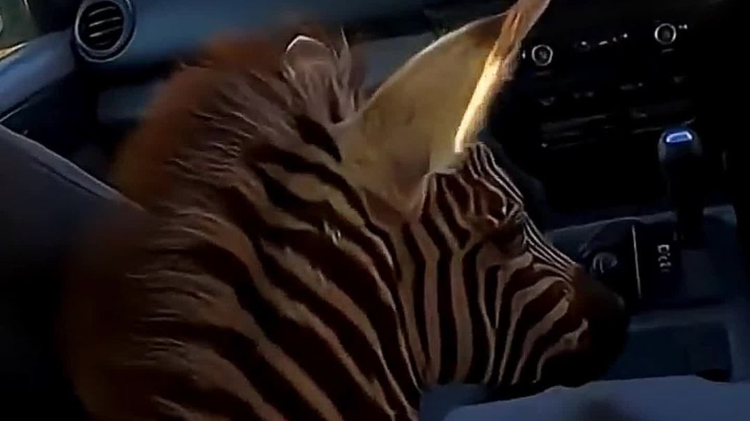 ⁣Little zebra lost her mother 🦓