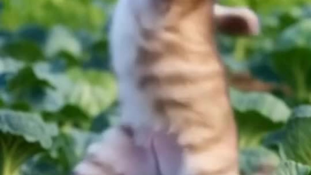 ⁣Cat dance song short video #viralshorts#trindingviral