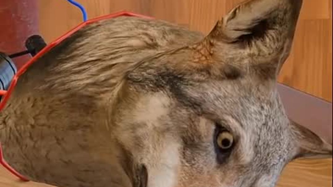 ⁣Why_did_a_Russian_scientist_separate_the_dog_s_head__🤔#shorts(480p)