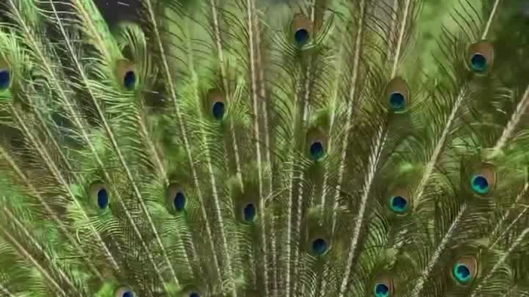 ⁣The echo of a peacock’s call breaks the silence of the wild — moments later, its graceful flight