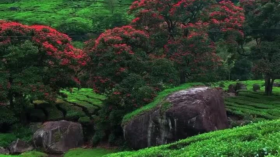 Not_Just_a_place_its_a_Heaven___Location__Marayur_munnar_Road