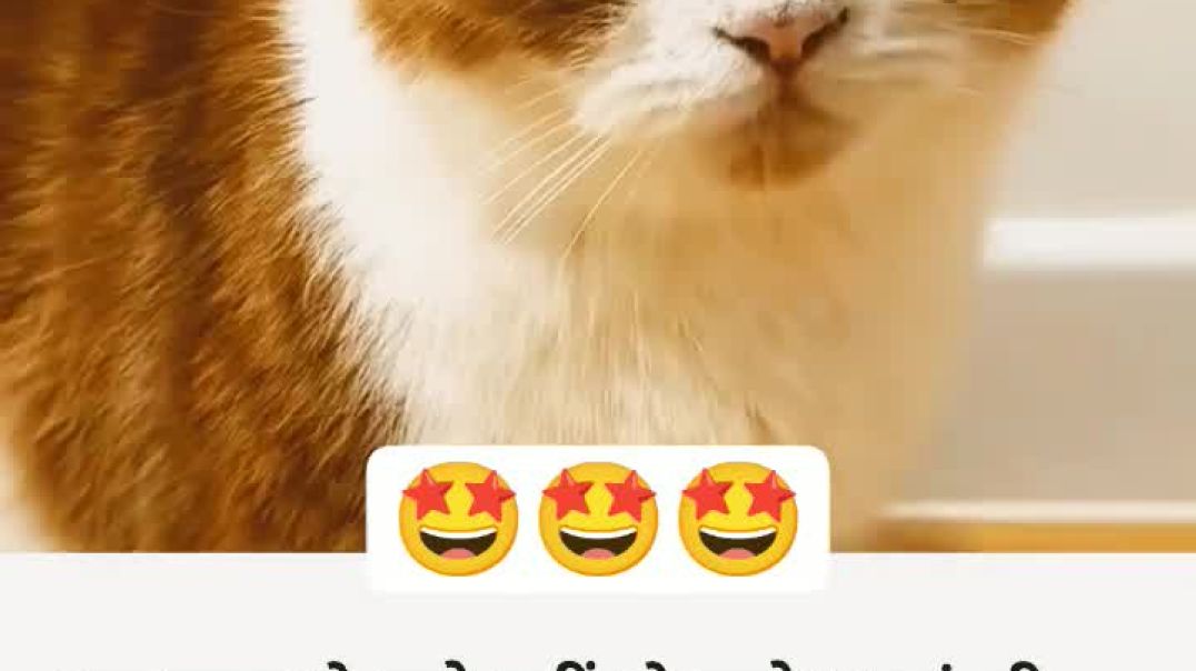 ⁣VID-20251223-WA0015