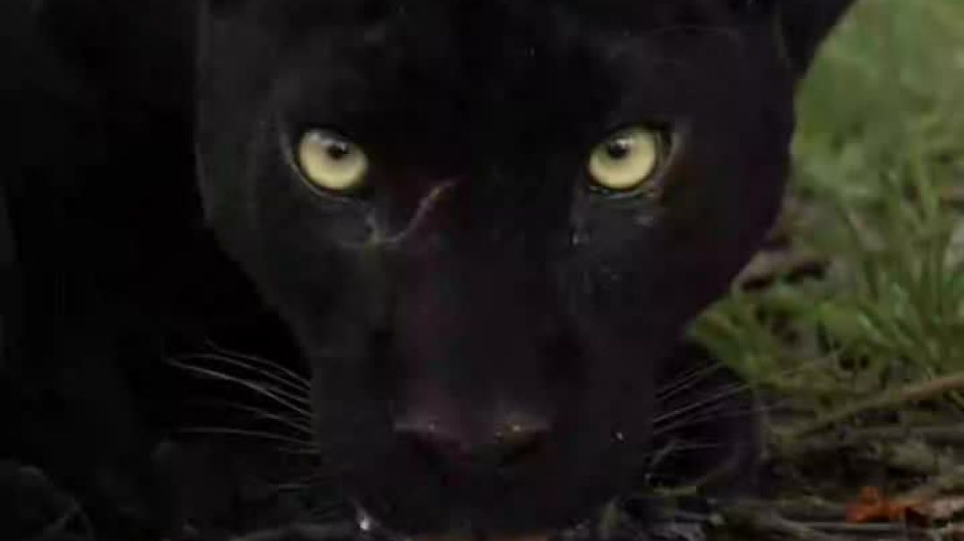 ⁣Black panther drik water from Lake