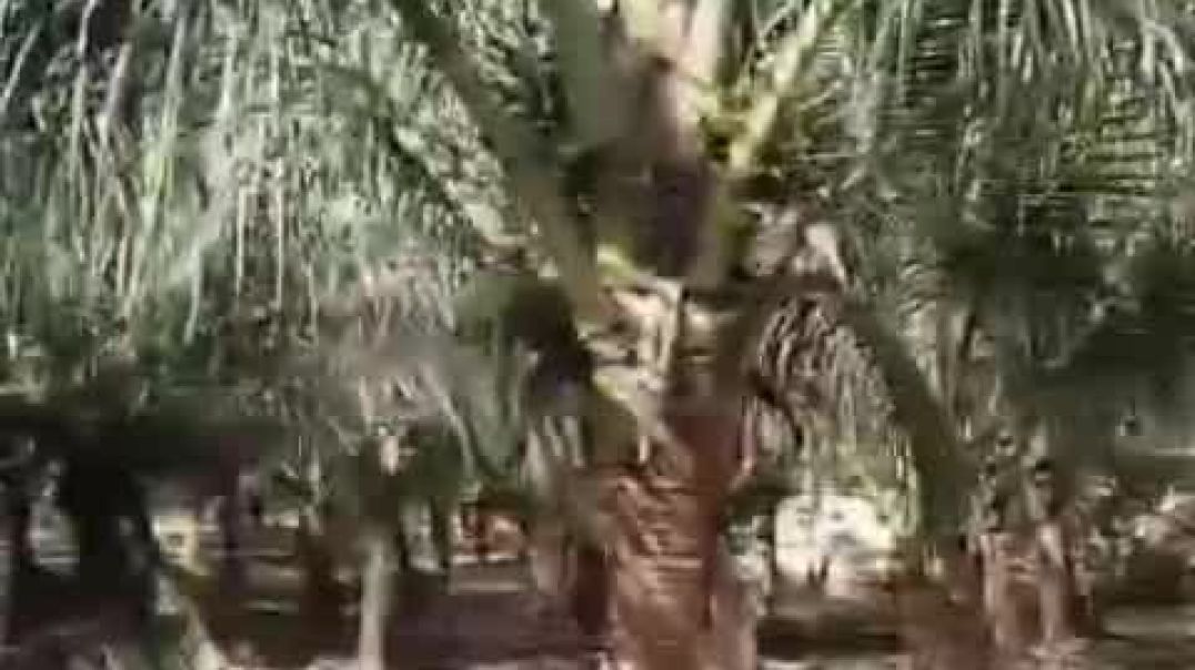 ⁣VID-20251223-WA0008