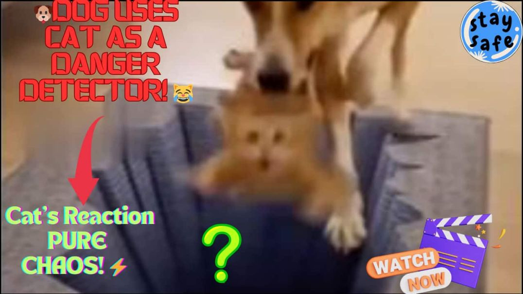 ⁣Dog Tests Floor Illusion on Cat — Hilarious 3D Chasm Prank Gone Wrong! 🐶😹