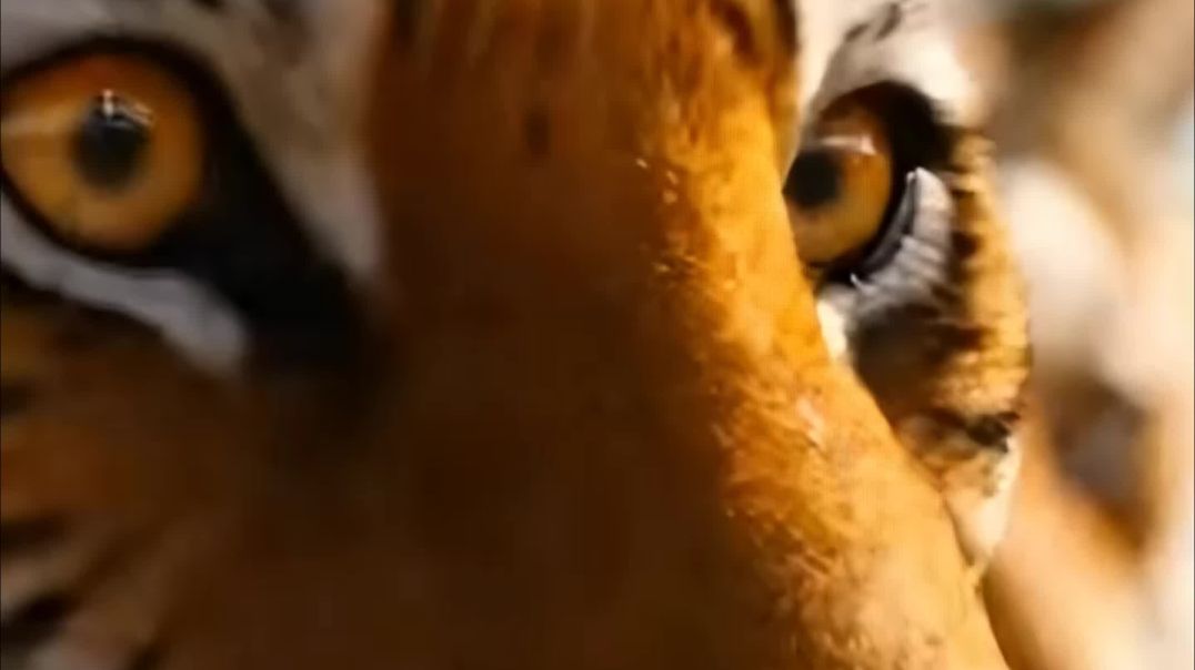 InShot_20251223_021804107