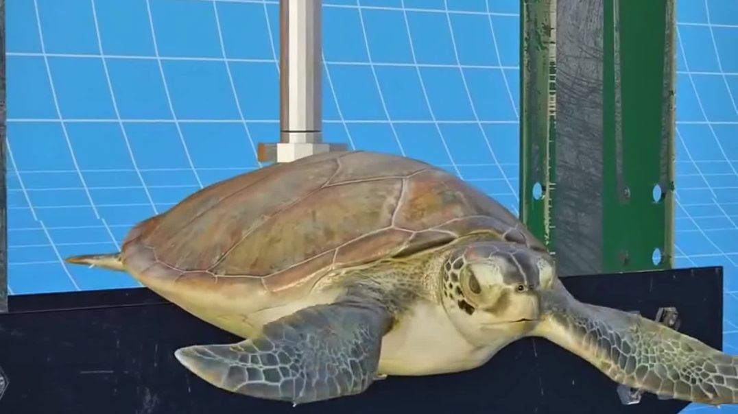 ⁣TURTLE SHELL IS NOT MORE STRONGER THEN BULLET