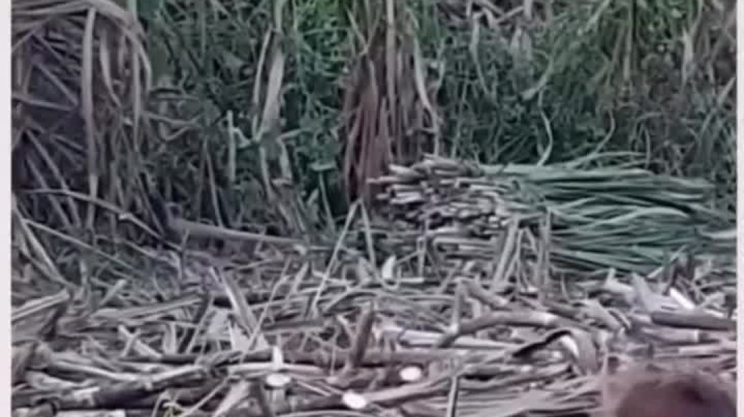 ⁣_storage_emulated_0_Android_data_com