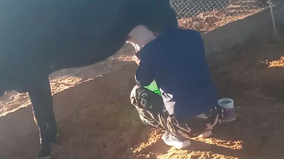 ⁣गो शाला बलोक गौ माता जय भारत माता