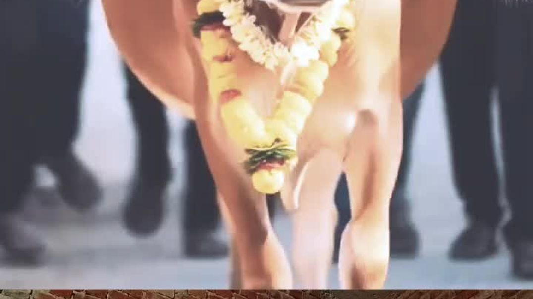 ⁣तीन शीर वाली गाय ♥️#shortschallenge #reelsviral  #shortsvideo #shorts #aliza #marblemusic