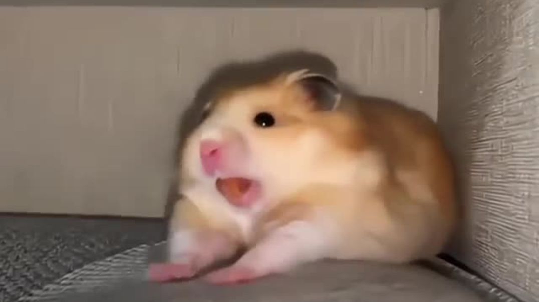 ⁣Animal yawning 🥱 💀 _edit _trolface _alightmotion _foryou _animals(360P)