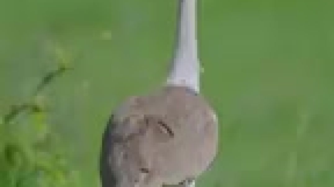 ⁣Godaven paksi video