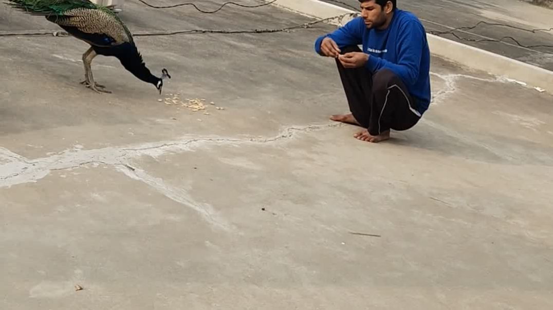 video_20251130_153511