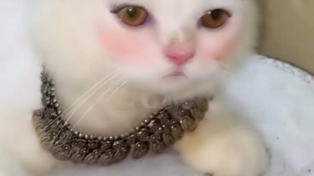 ⁣Love wrapped in fur 🌼#love #cats_of_instagram #massy #mew #viral #baby #cutecatcrew #cute #baby