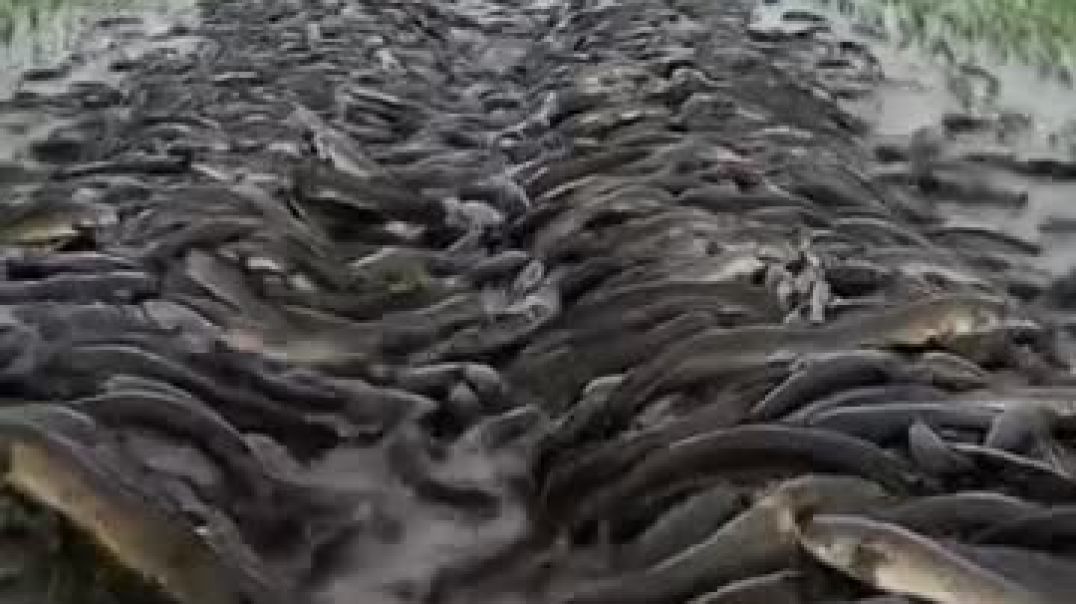 ⁣Cá_lóc_#reels_#short_#trendingCá_lóc_#reels_#short_#trending(360p)