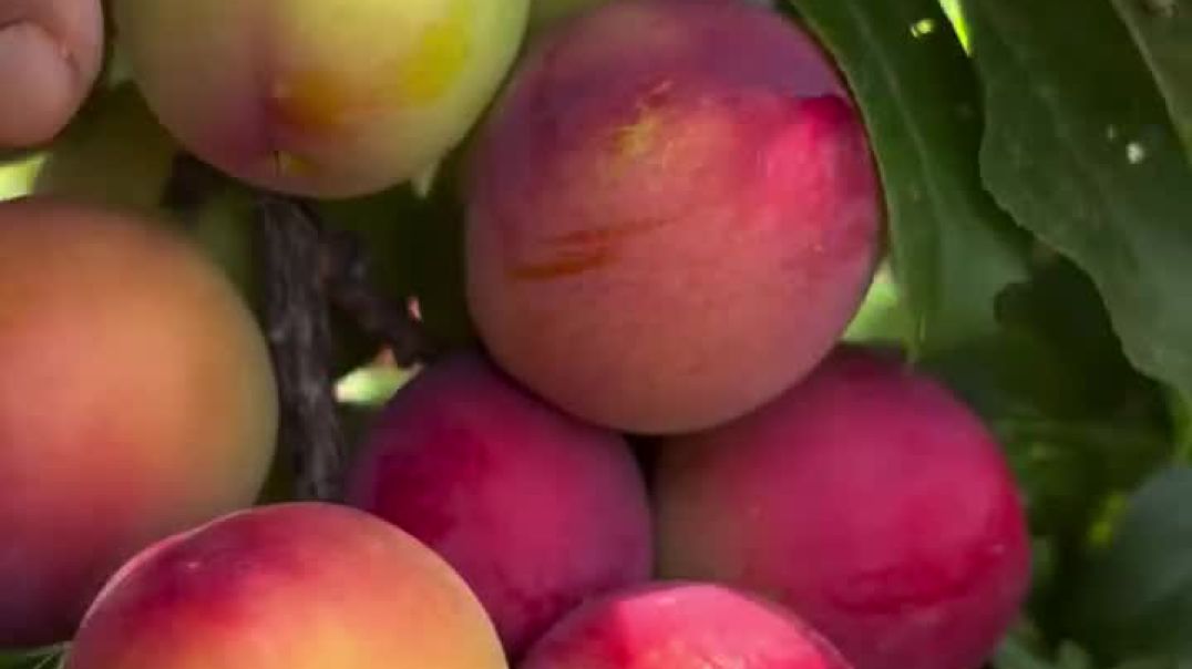 ⁣Fruit name 🤤🤤