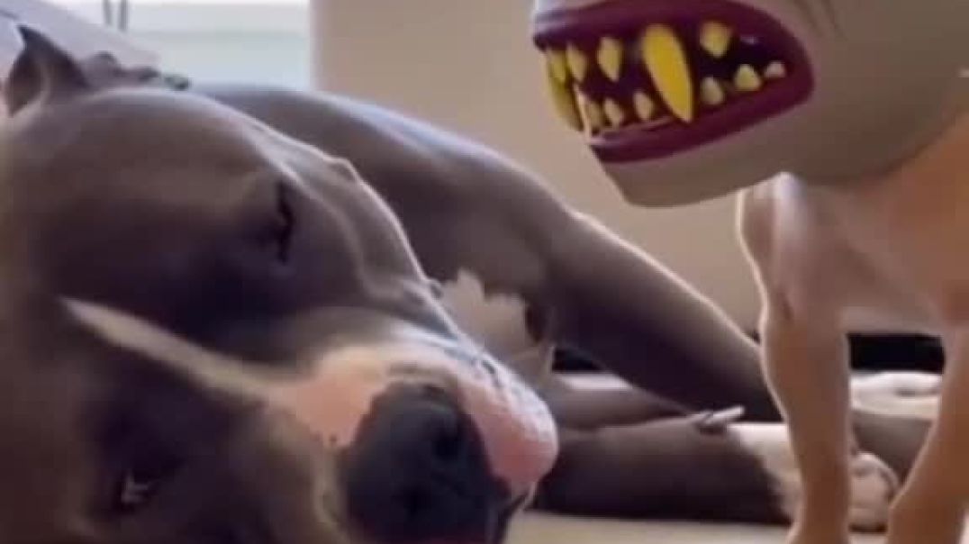 ⁣Funny video 😂😂