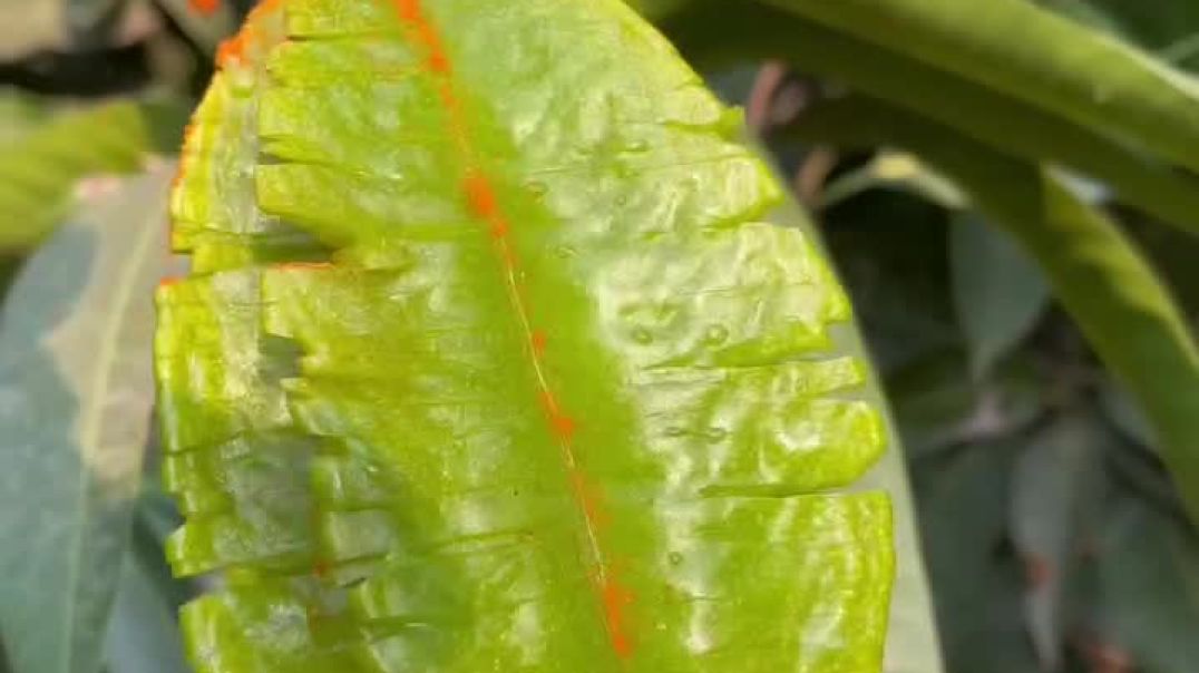 AQOd30WC6EbwI-9Sd2PvFjwE7udaeXBLDj7BqzSejISa44C61AsmV26oV5_Z0kOLroMMYYhxR7FevmSlmKGQxd5J7H0nUV_h5pbG