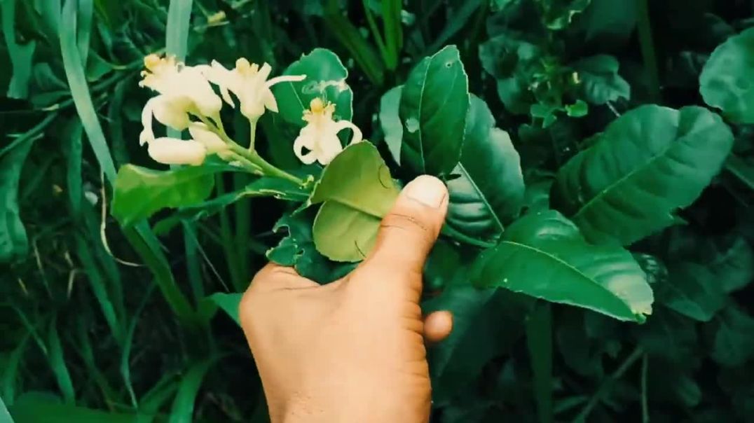 ⁣Uttarakhand mein kese tree 8k 🪻(720P_HD)