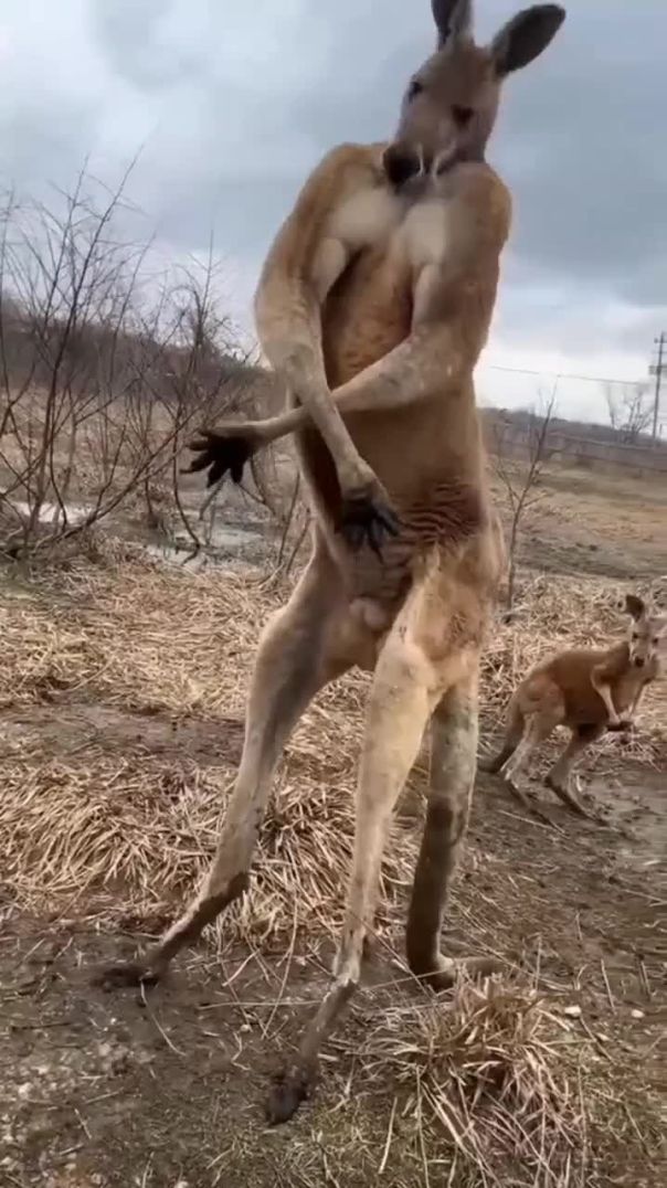 You will be shocked if you know this! | Amazing Fact Short •|| (NS The FactZone)