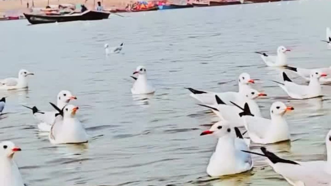 ⁣Prayagaraj kumbh Mela