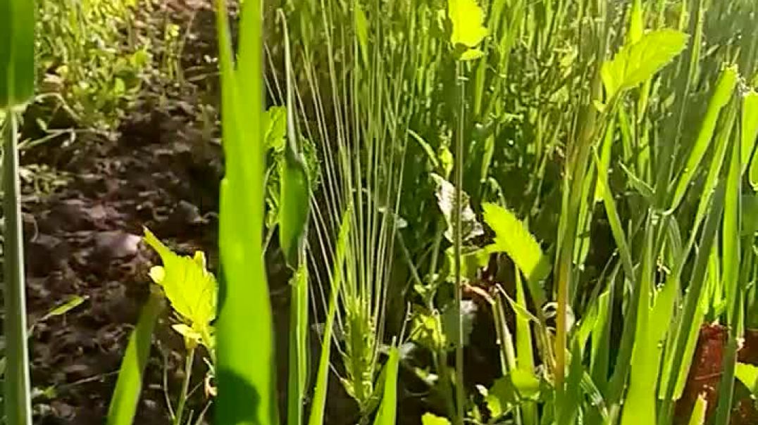 ⁣खेती बाड़ी