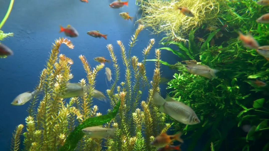 ⁣Piano Relaxing Music __ Smooth Piano for Study__ Work__ Focus __ Deep Sleep__ Meditation __