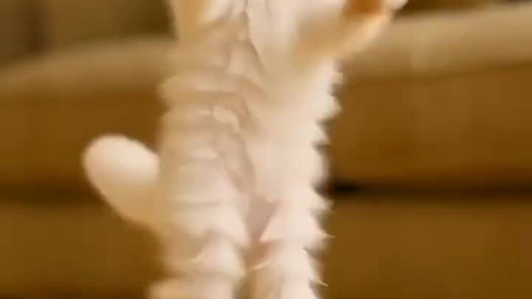 ⁣VID-20251217-WA0002