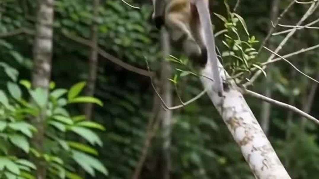 ⁣Monkey save the little kitten