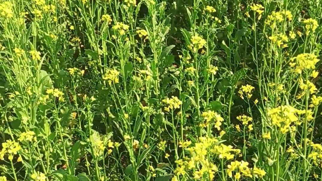 ⁣# Sarson ka paudha