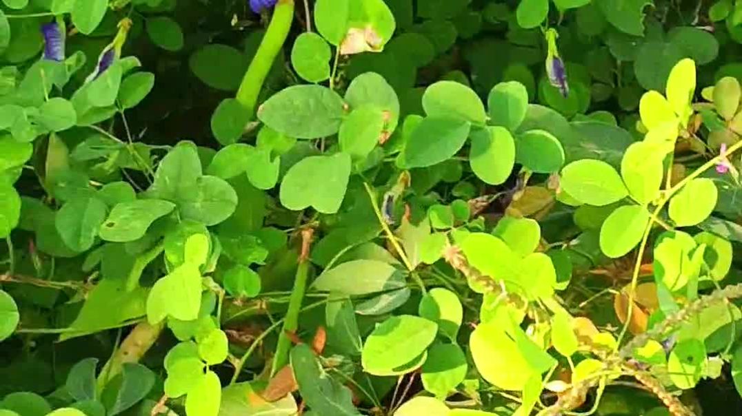 ⁣આવેલ નું નામ બતાવો🎋😱😀