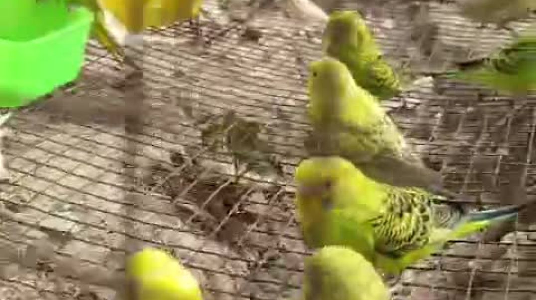 ⁣Budgies bird
