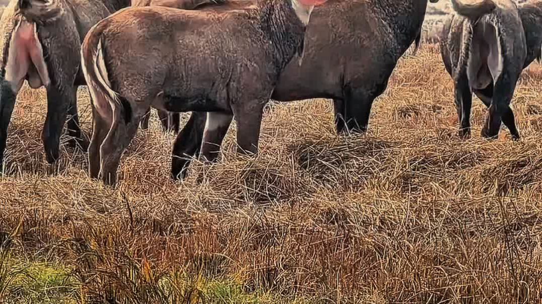 ⁣"मोदी जी को हम वोट नहीं देंगे" 🤣🤣🤣🤣