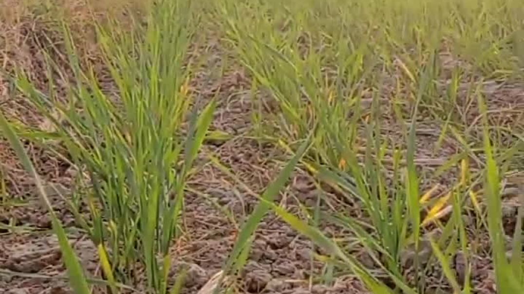 VID_20251212_030824_499