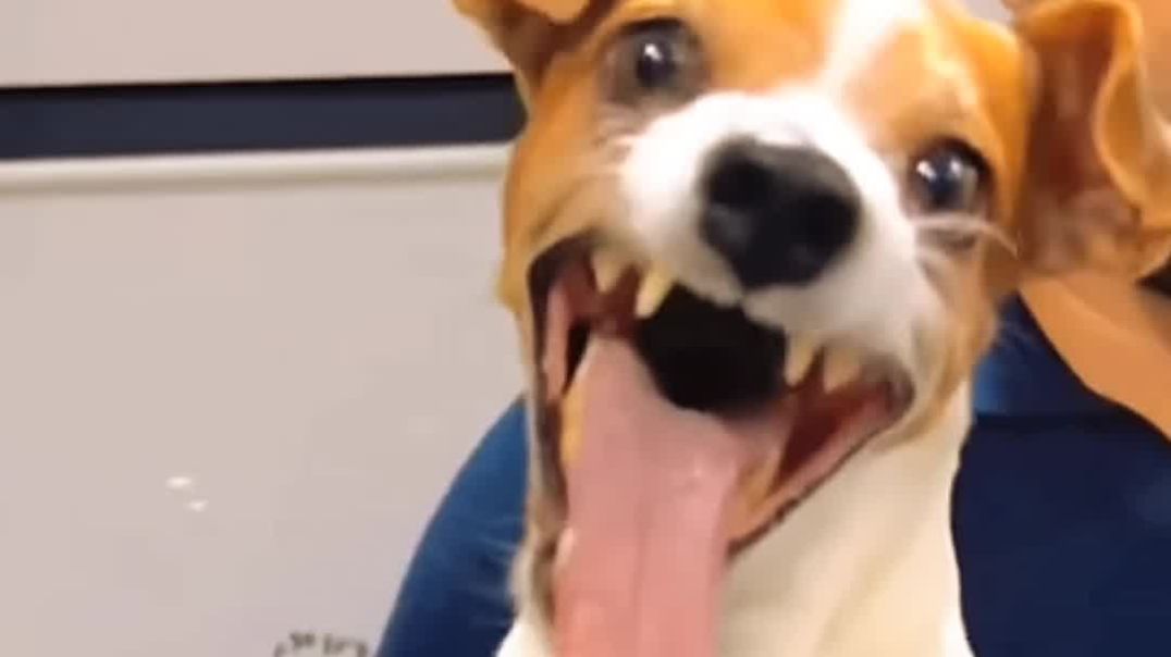 ⁣शर्दी में सुसू बीच गयी 🤣#video