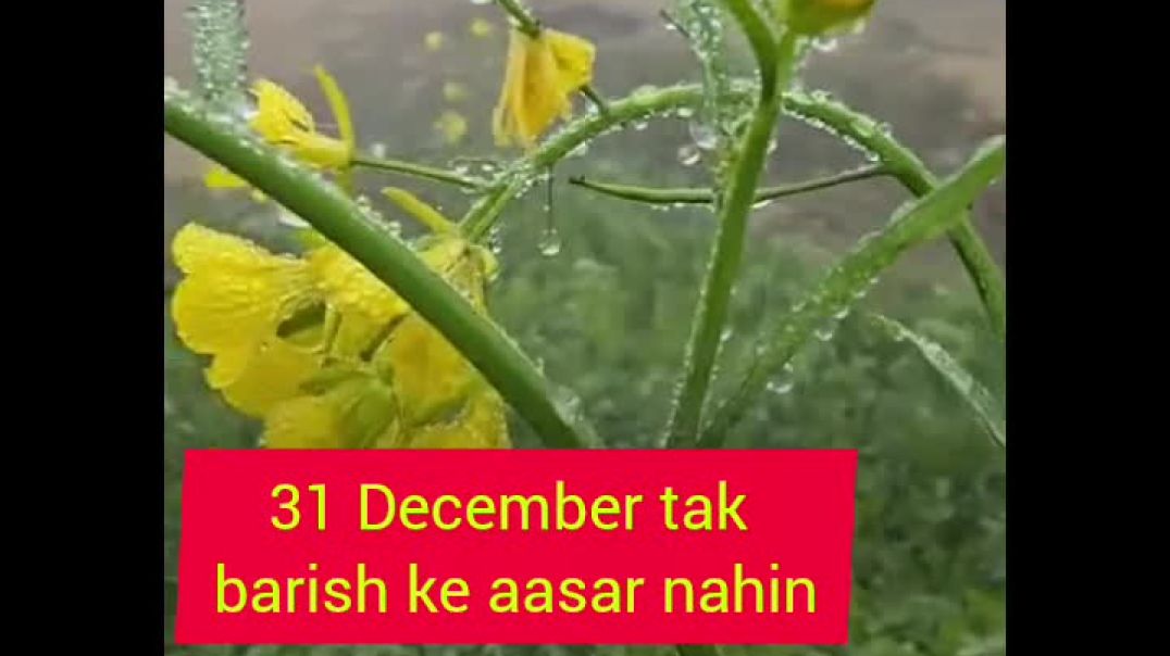 ⁣हरियाणा में 31 दिसंबर तक बारिश के आसार नहीं