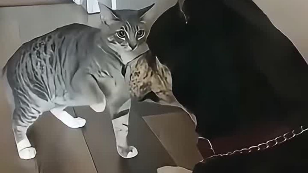 ⁣Funny baby cat video 😂😂