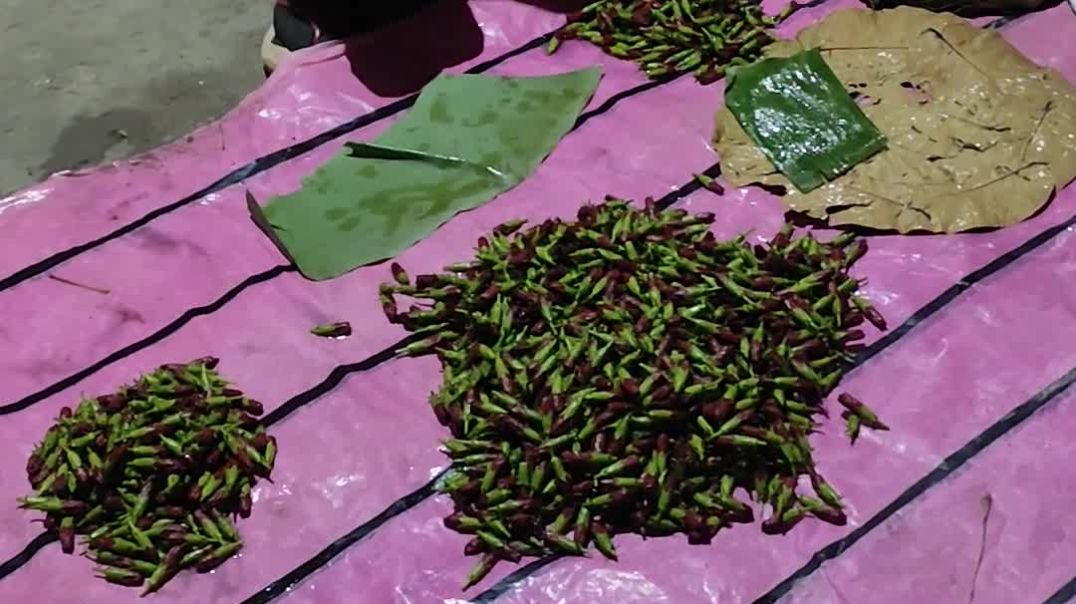 ⁣ফুল গোনা হচ্ছে বিক্রির জন্য। দিদিদের বাগানে জবা ফুল।