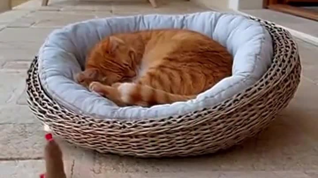 ⁣Cat funny video 🤣🤣