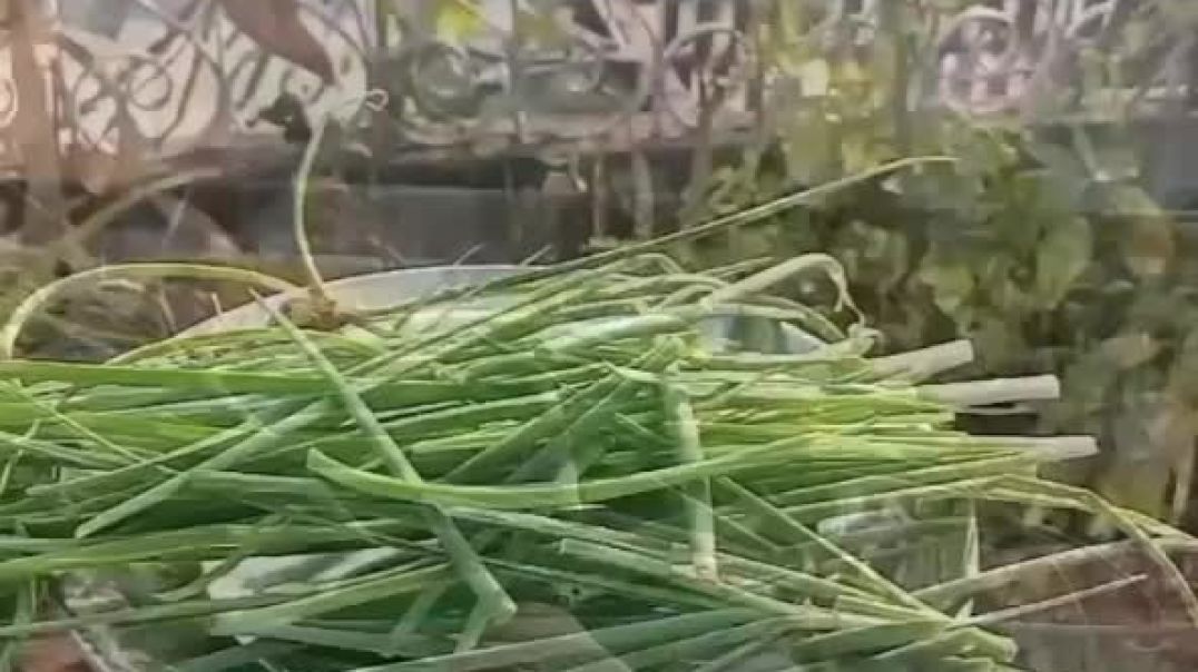 ⁣😍2nd Time Garlic Greens 🥰Harvesting || #shorts #youtubeshorts #terishgarden #akhiltips #garlicgreens