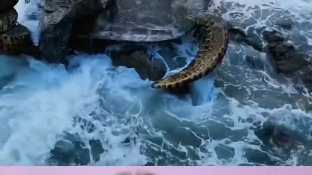 Facebook_1765129407345_mp4_1080p