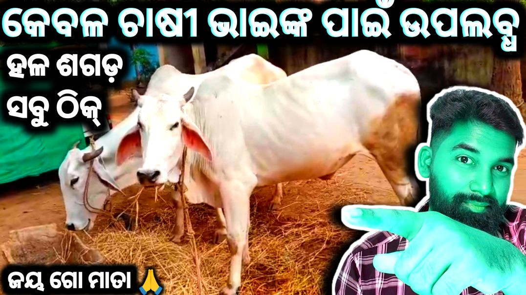 ⁣ଚାଷି ଭାଇ ବଳଦ ନେବେ କି//Ox Selling//Animals video