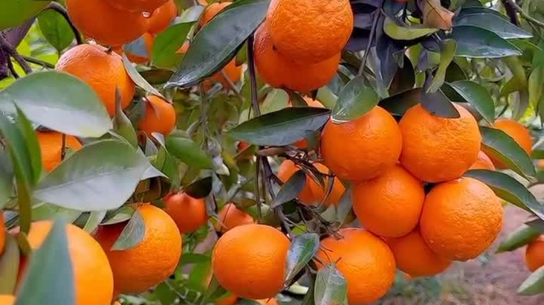 ⁣Orange 🍊🍊 hamare up 93 ka tree