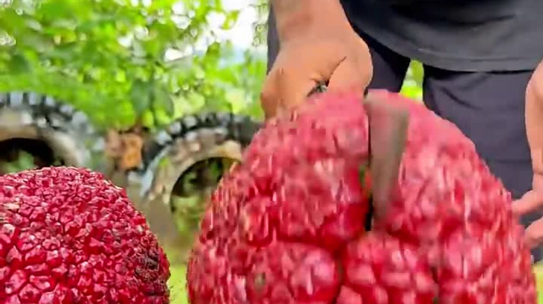 ⁣Buah Kijang Tanduk _reels _fruit(720P_HD)