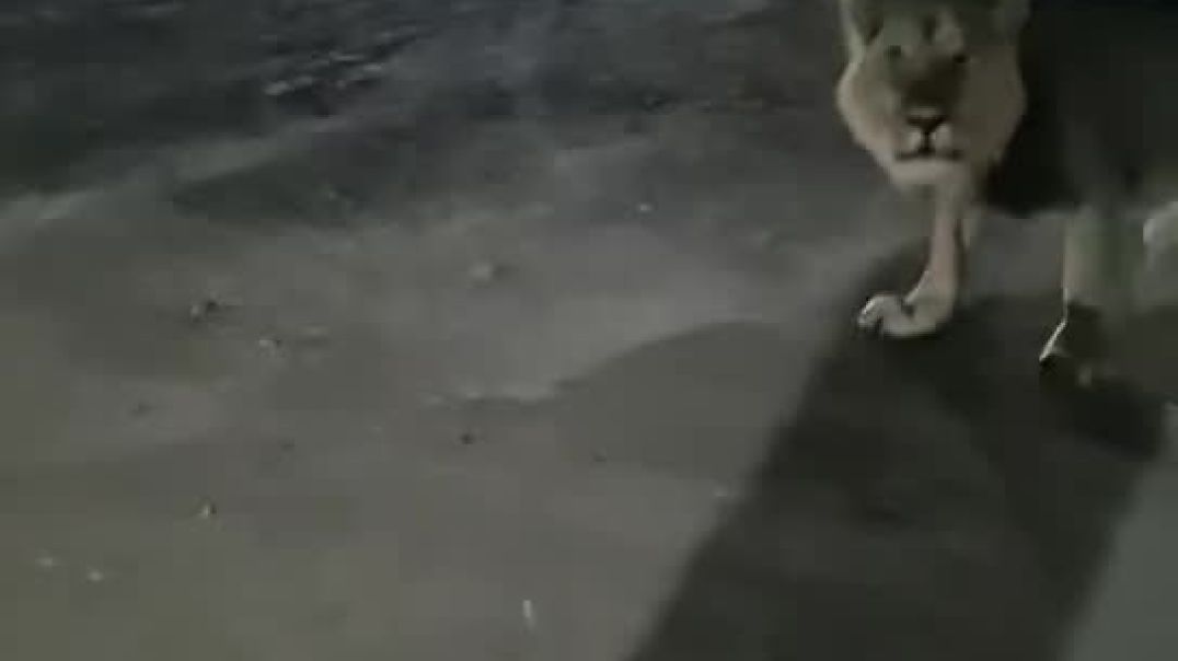 ⁣ધારગણી ગામમાં રાત્રિના 11 કલાકે સિંહ દ્વારા મારણ કરવામાં આવ્યું