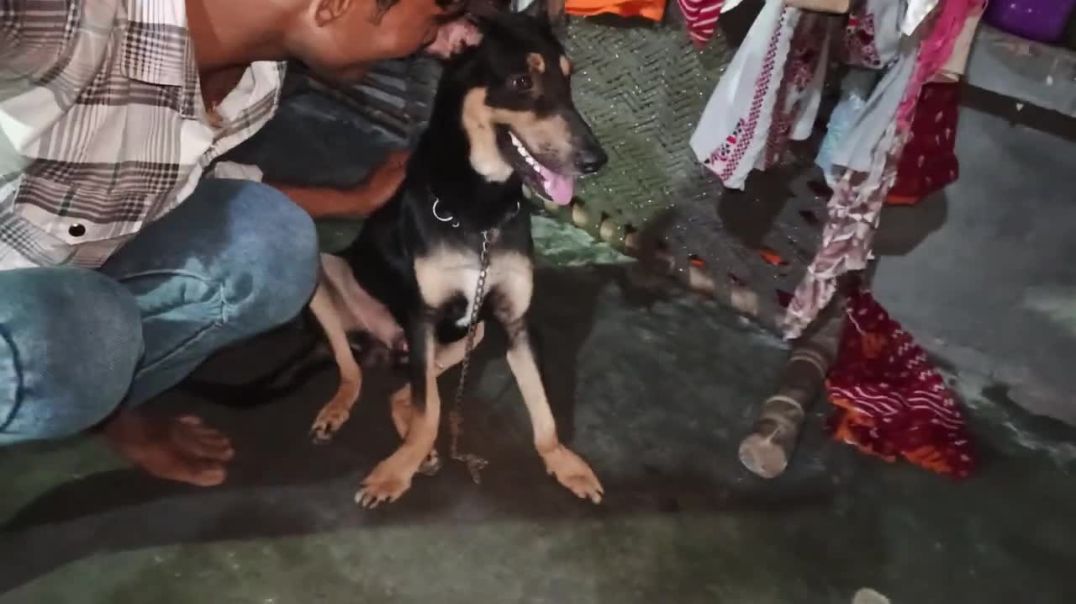 ⁣Dog 🐕 Prank On The Mirror 🪞_ dog कॉमेडी ऑन द mirror 🐕😂😂 (1)