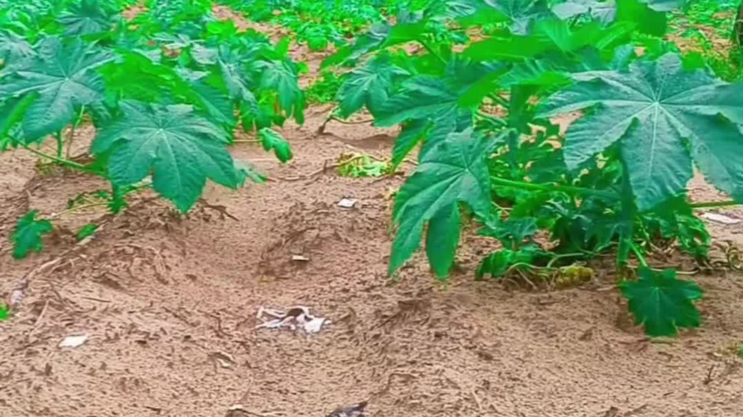 VID_20251213_031328_988