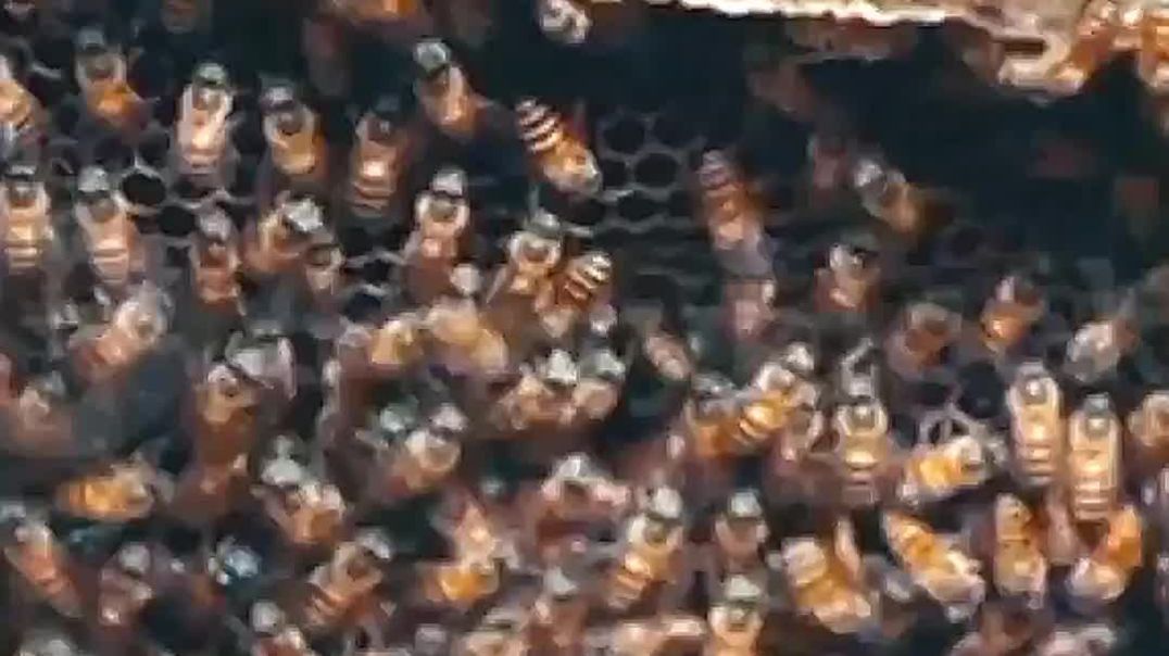 ⁣#मधुमक्खियों करतीं हैं भारत के इस सरहद की हिफाजत