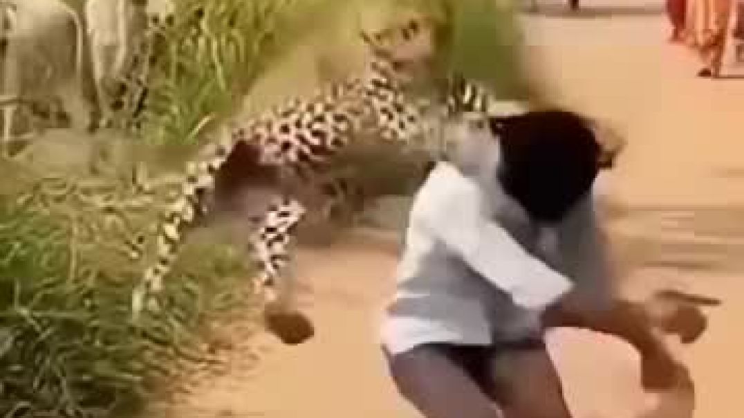 ⁣Attack leopard attack#short#shorts