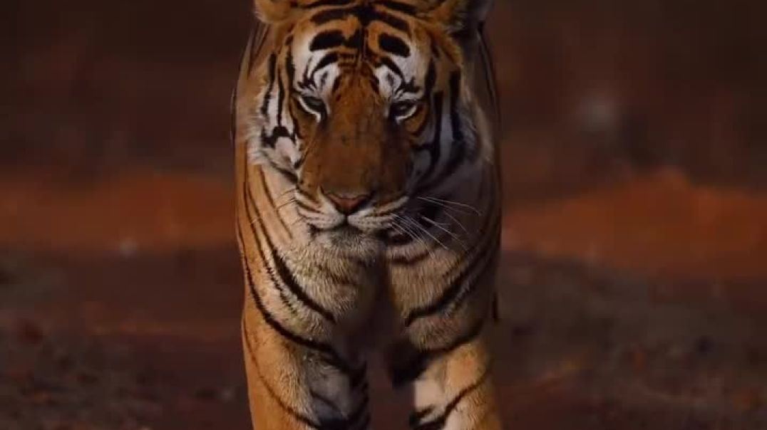 ⁣Tiger Video Tiger Cartoon video 🐅 Tiger Video 🔥 #Tiger #Reels #trendingvideo #trendingreels #foryoup